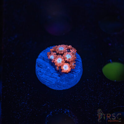 Sakura Blossom Goniopora F08