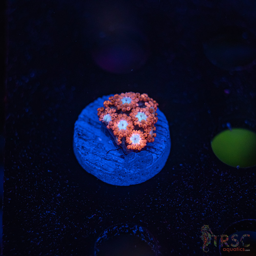 Sakura Blossom Goniopora F08 3 Sakura Blossom Goniopora F08