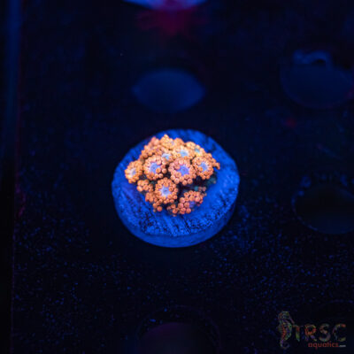 Sakura Blossom Goniopora F09