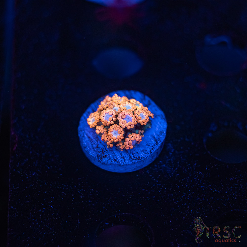 Sakura Blossom Goniopora F09 3 Sakura Blossom Goniopora F09