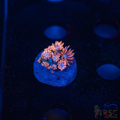 Sakura Blossom Goniopora F10