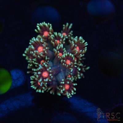 Teal Daisy Goniopora G01