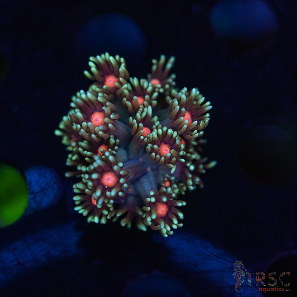 Teal Daisy Goniopora G01 3 Teal Daisy Goniopora G01