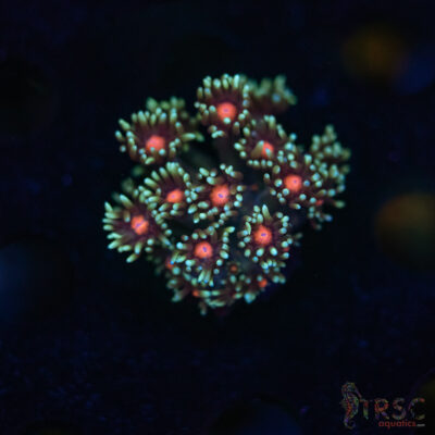 Teal Daisy Goniopora G03