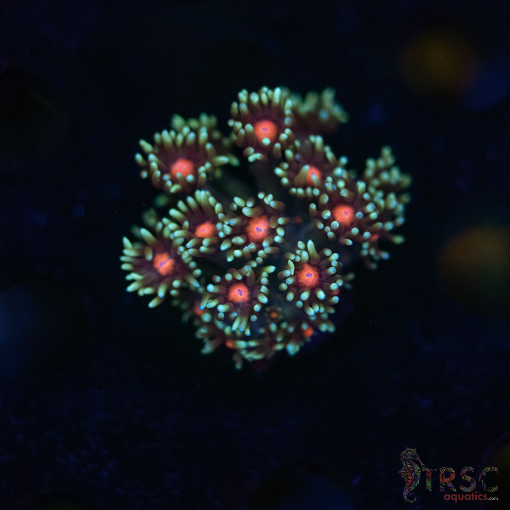 Teal Daisy Goniopora G03 3 Teal Daisy Goniopora G03