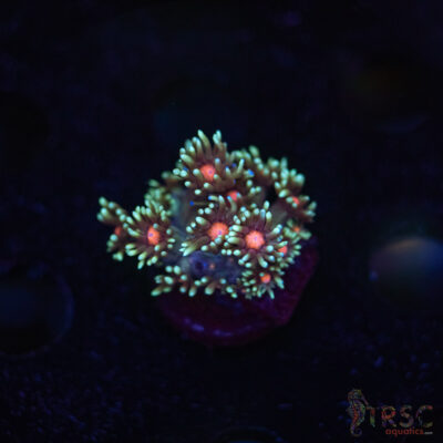 Teal Daisy Goniopora G04