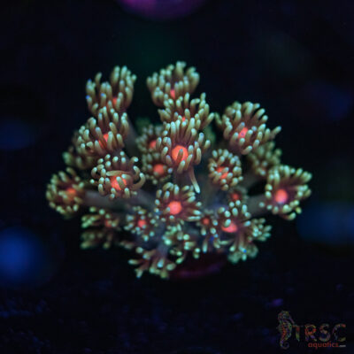 Teal Daisy Goniopora G05