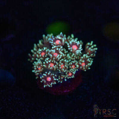 Teal Daisy Goniopora G07