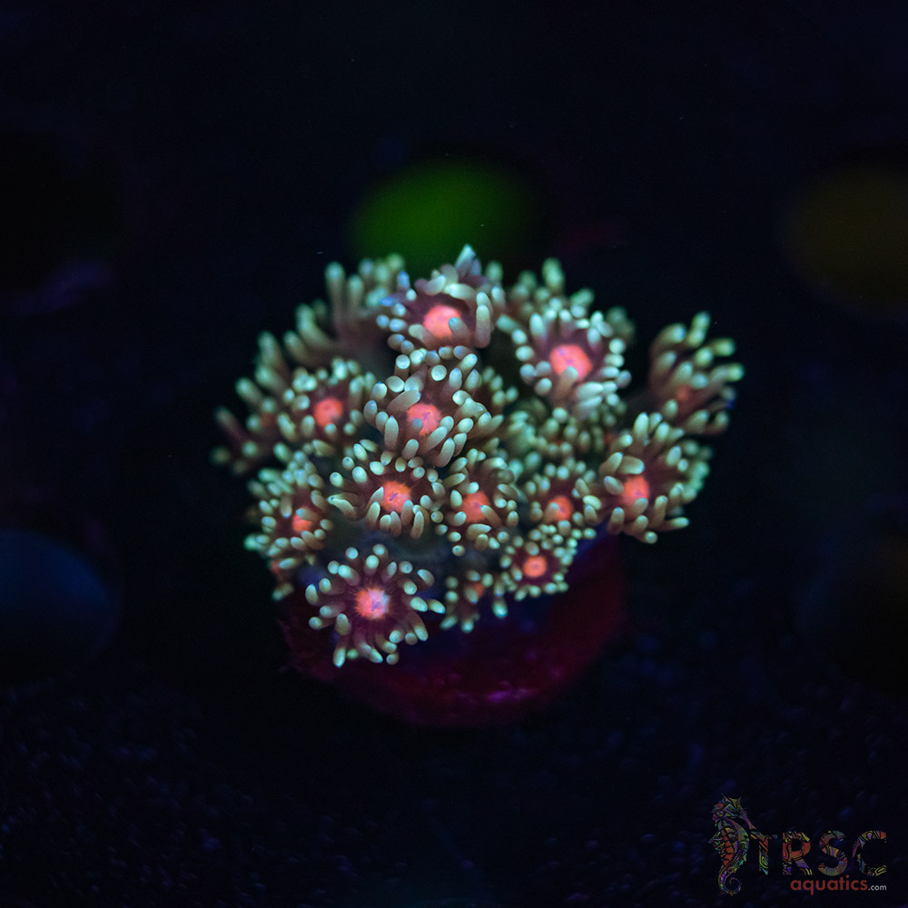 Teal Daisy Goniopora G07 3 Teal Daisy Goniopora G07