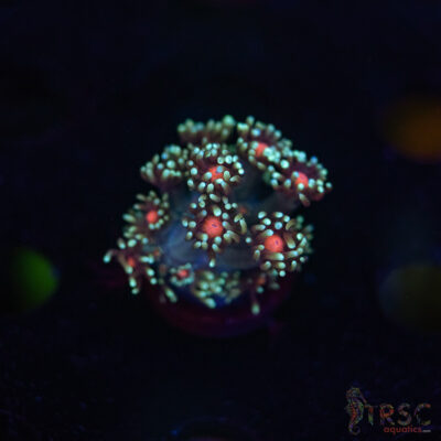 Teal Daisy Goniopora G08