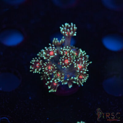 Teal Daisy Goniopora G10