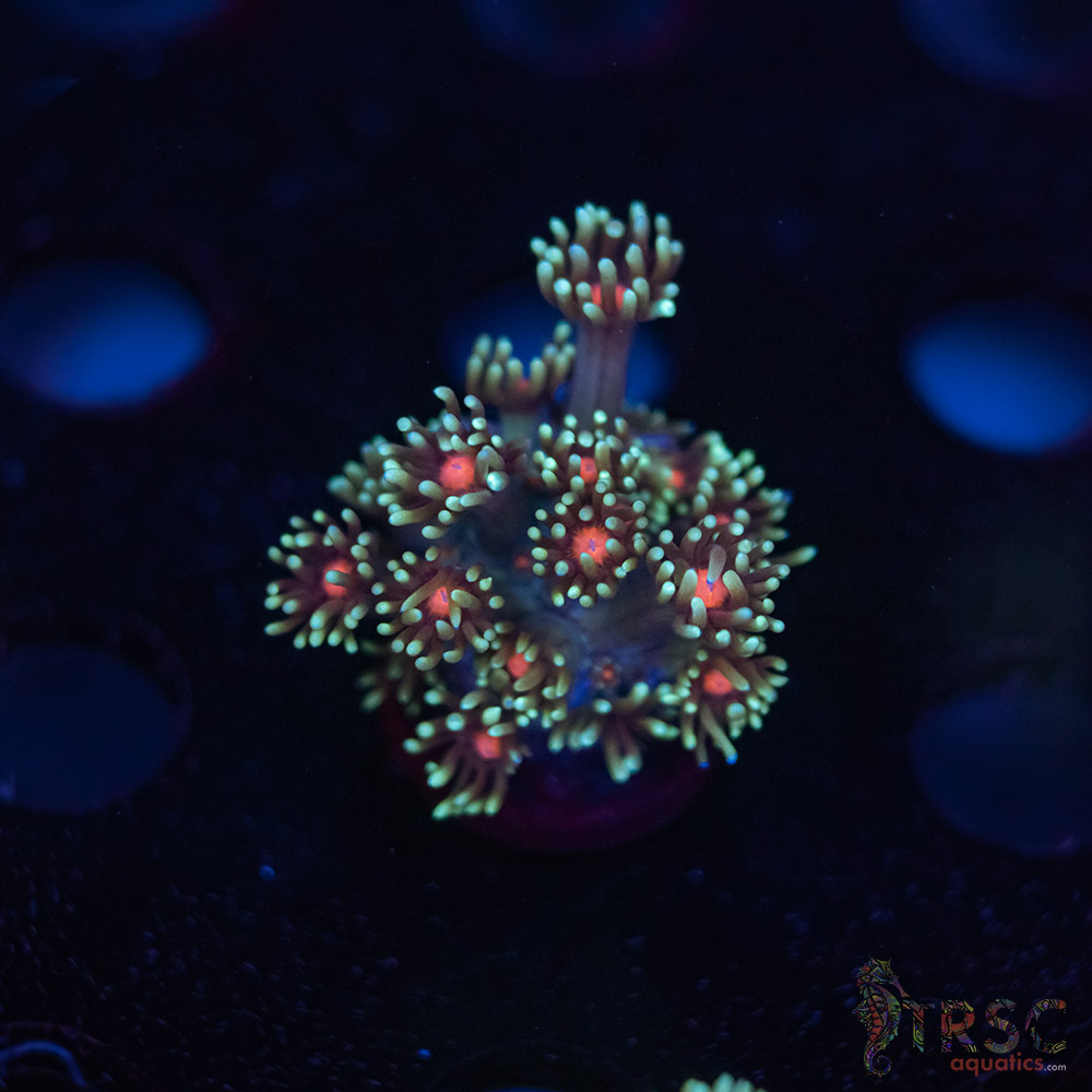 Teal Daisy Goniopora G10 3 Teal Daisy Goniopora G10