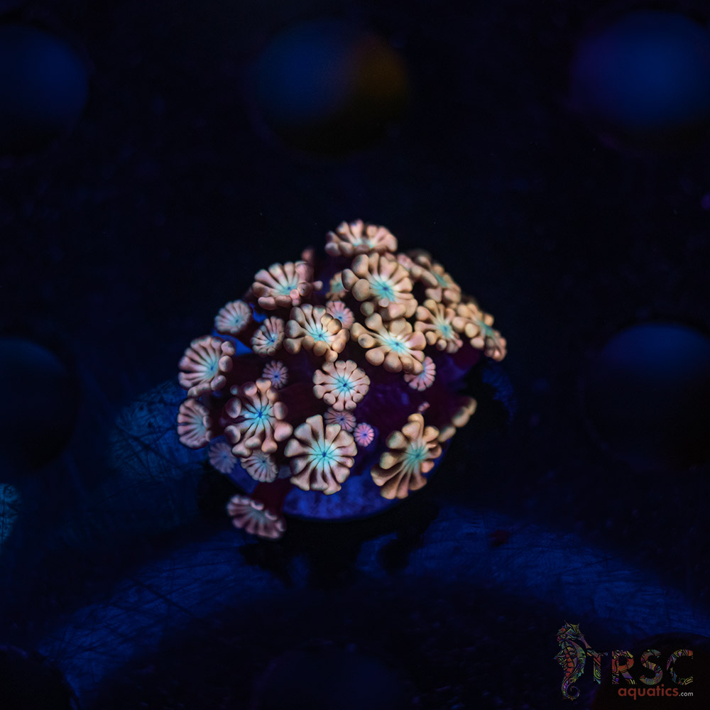 TR Pink Shift Alveopora/Goniopora H01 3 TR Pink Shift Alveopora/Goniopora H01