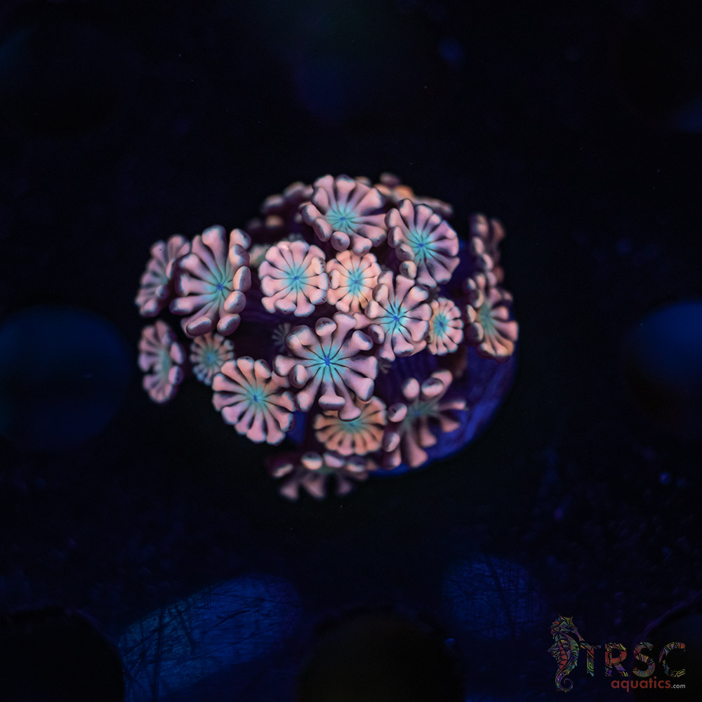TR Pink Shift Alveopora/Goniopora H02 3 TR Pink Shift Alveopora/Goniopora H02