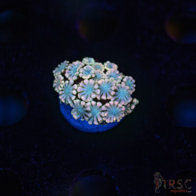 TR Pink Shift Alveopora/Goniopora H03