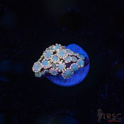 TR Pink Shift Alveopora/Goniopora H04