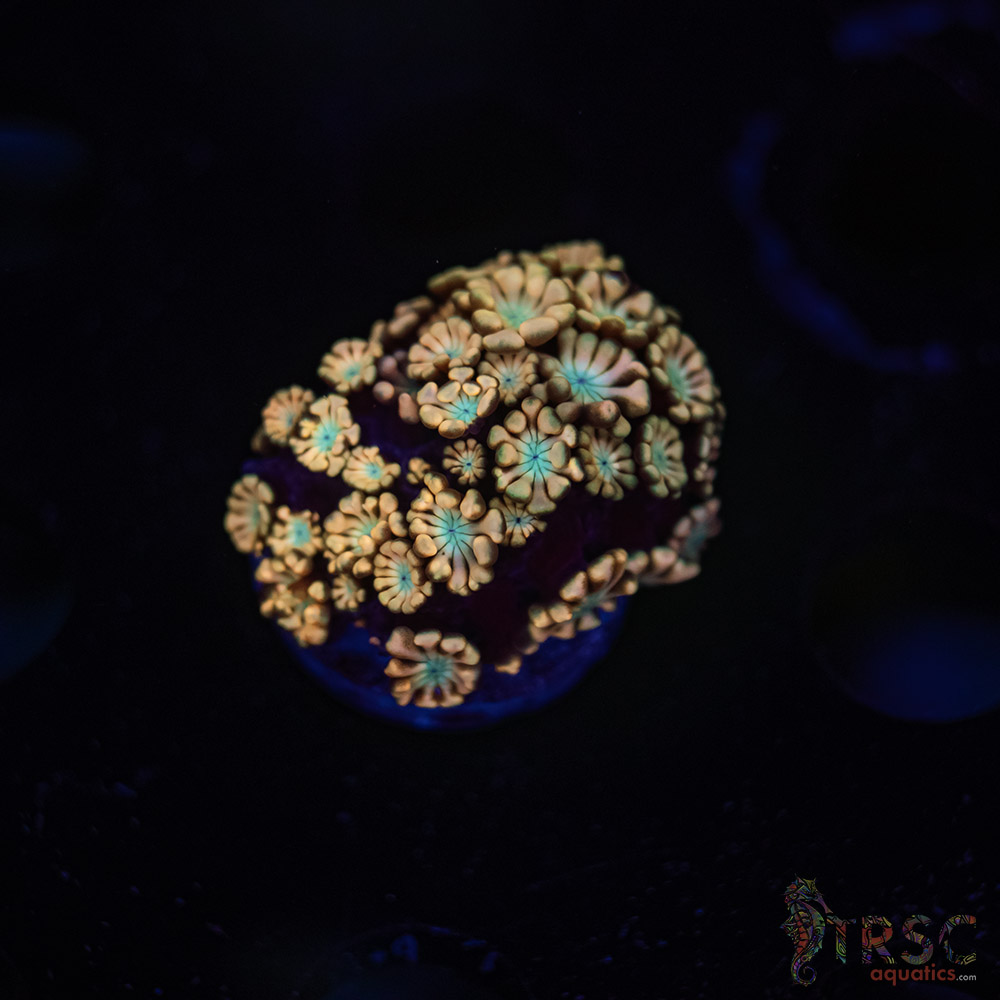 TR Pink Shift Alveopora/Goniopora H05 3 TR Pink Shift Alveopora/Goniopora H05