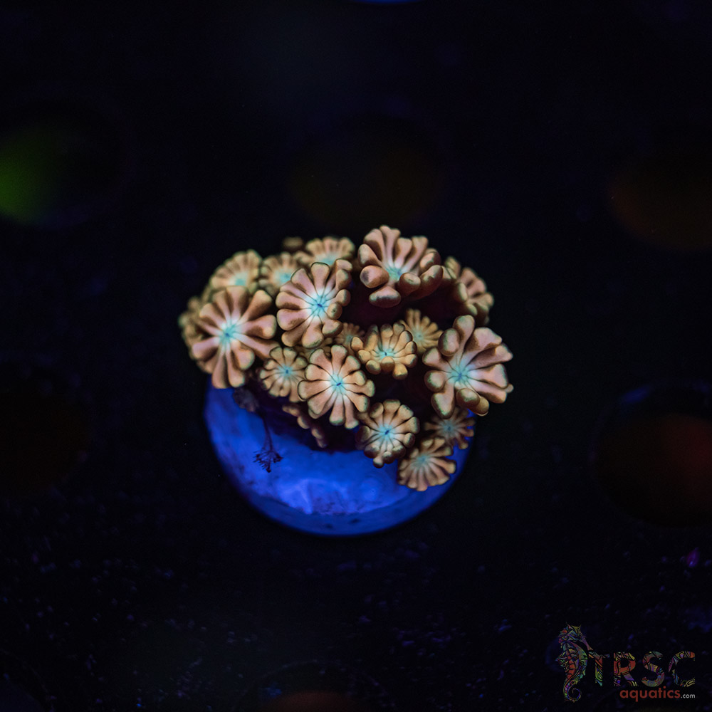 TR Pink Shift Alveopora/Goniopora H07 3 TR Pink Shift Alveopora/Goniopora H07