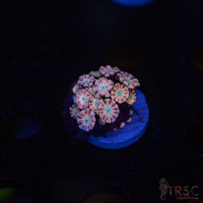 TR Pink Shift Alveopora/Goniopora H08