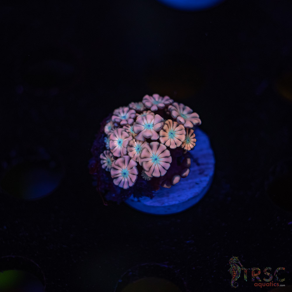 TR Pink Shift Alveopora/Goniopora H08 3 TR Pink Shift Alveopora/Goniopora H08