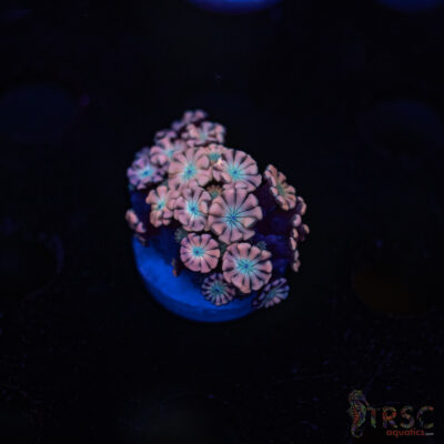 TR Pink Shift Alveopora/Goniopora H09