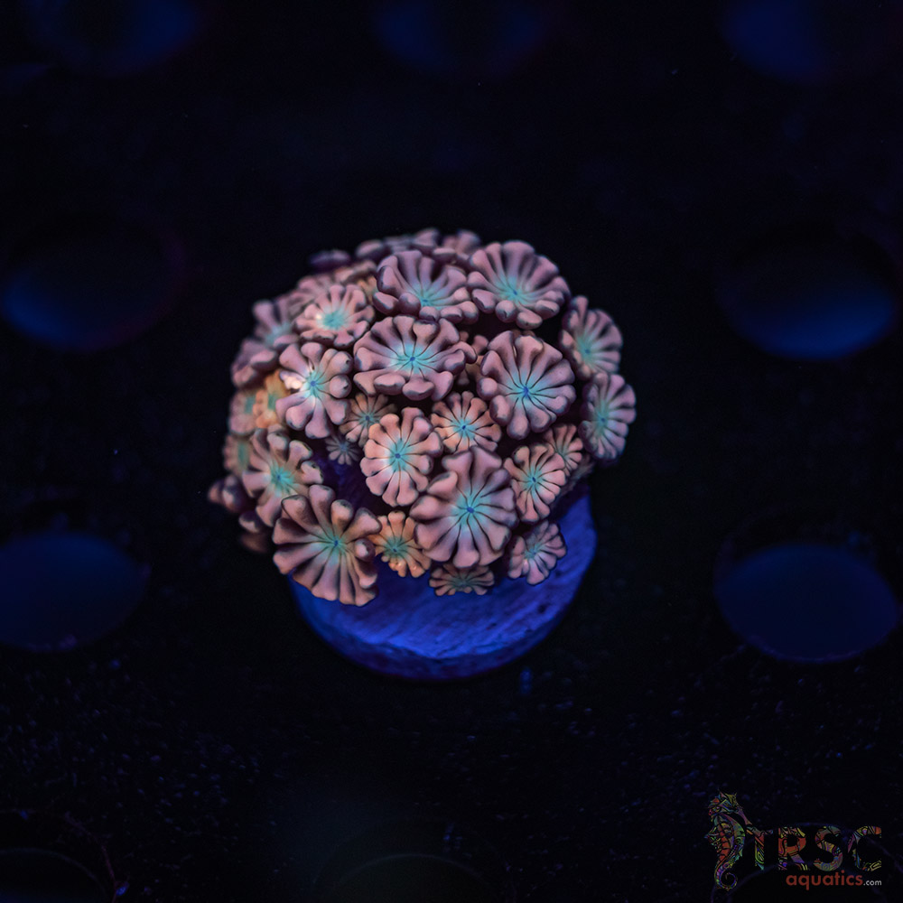 TR Pink Shift Alveopora/Goniopora H10 3 TR Pink Shift Alveopora/Goniopora H10