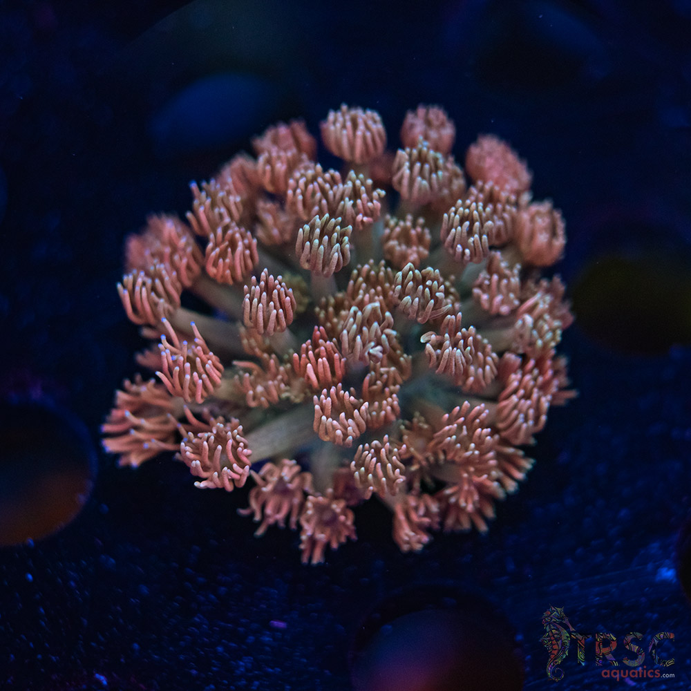TR Cotton Candy/Green Goniopora I01 3 TR Cotton Candy/Green Goniopora I01
