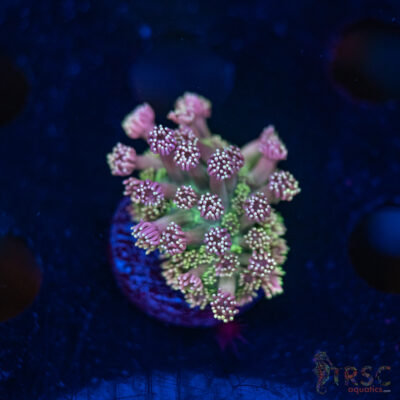 TR Cotton Candy/Green Goniopora I02