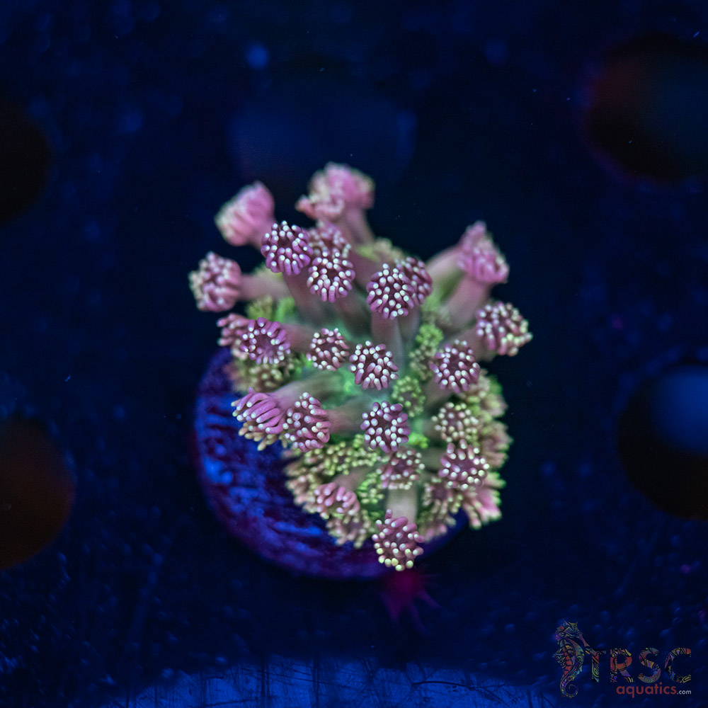 TR Cotton Candy/Green Goniopora I02 3 TR Cotton Candy/Green Goniopora I02