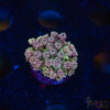 TR Cotton Candy/Green Goniopora I03