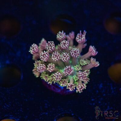 TR Cotton Candy/Green Goniopora I04