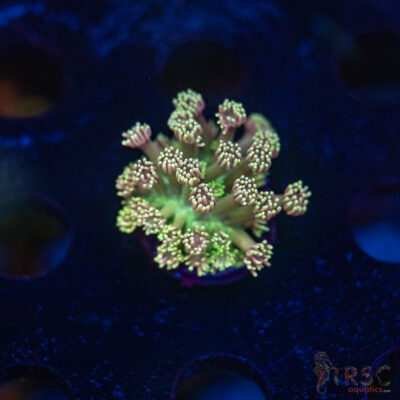 TR Cotton Candy/Green Goniopora I05