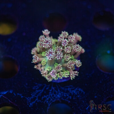 TR Cotton Candy/Green Goniopora I06