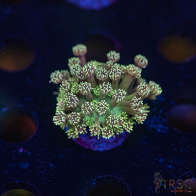 TR Cotton Candy/Green Goniopora I07