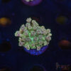 TR Cotton Candy/Green Goniopora I08