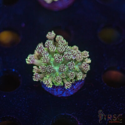 TR Cotton Candy/Green Goniopora I08