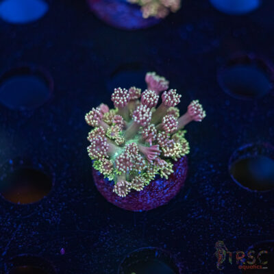 TR Cotton Candy/Green Goniopora I09