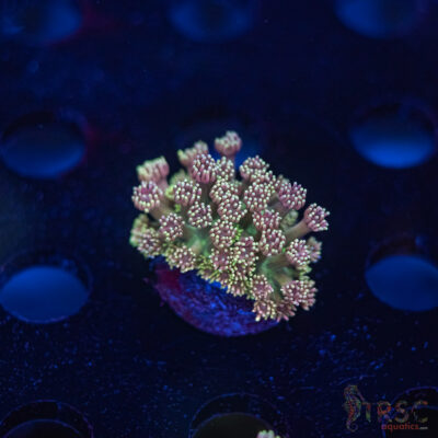 TR Cotton Candy/Green Goniopora I10