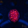 TR Rocket Red Goniopora J01 1 TRSC 10282025 GONI J01