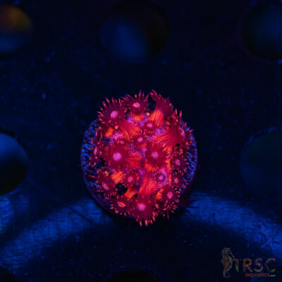 TR  Rocket Red Goniopora J01