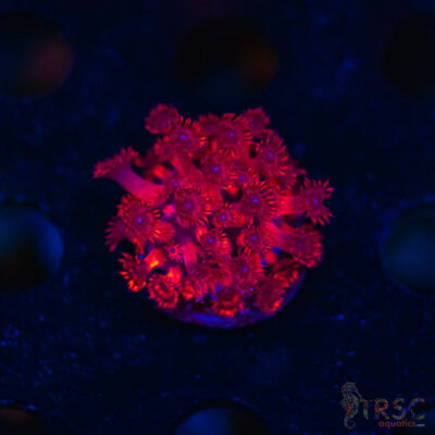 TR  Rocket Red Goniopora J02