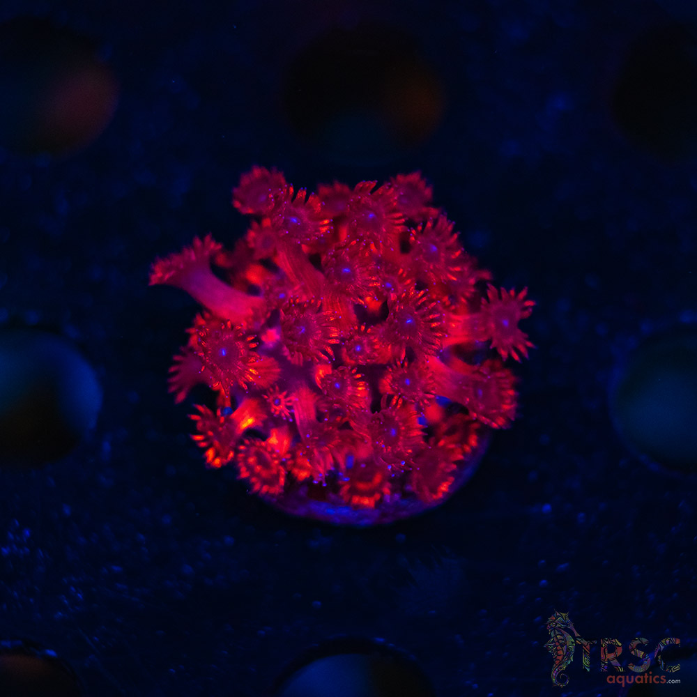 TR Rocket Red Goniopora J02 3 TR  Rocket Red Goniopora J02