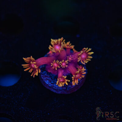 TR  Ruby Juice Goniopora J05