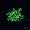 TR  Green Goniopora J06