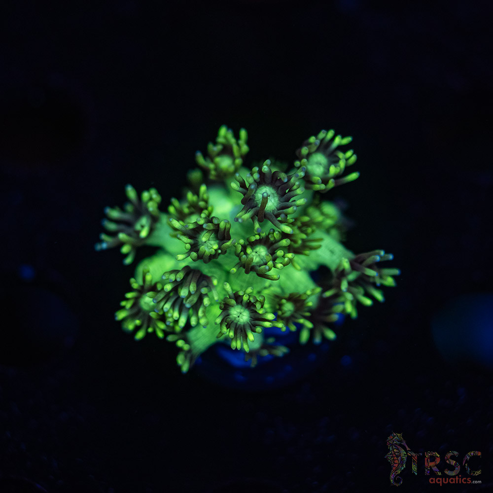 TR Green Goniopora J06 3 TR  Green Goniopora J06