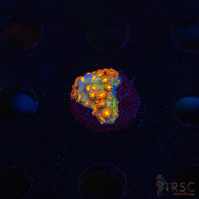 TR  Rainbow Micro Goniopora J08