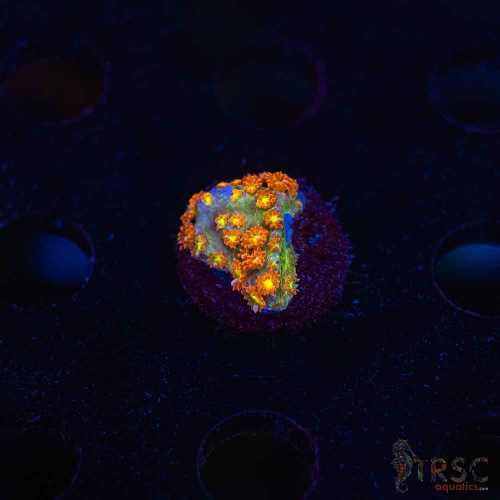 TR Rainbow Micro Goniopora J08 3 TR  Rainbow Micro Goniopora J08