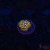 TR Rainbow Micro Goniopora J09 1 TRSC 10282025 GONI J09