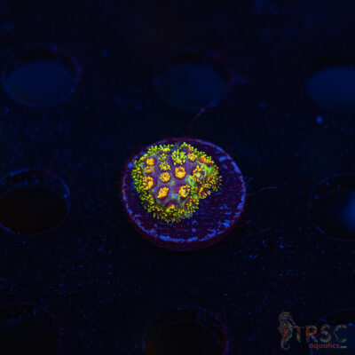 TR  Rainbow Micro Goniopora J09