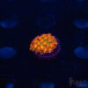 TR Rainbow Micro Goniopora J10 2 TRSC 10282025 GONI J10